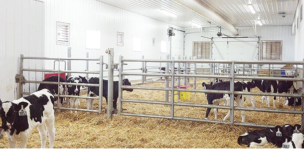 Calf barn
