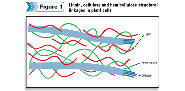 lignin content