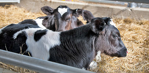 calves