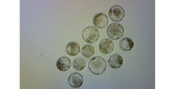 embryos
