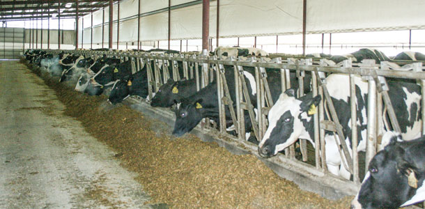 dairy cows
