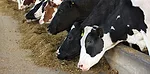120414 dairy cow 1