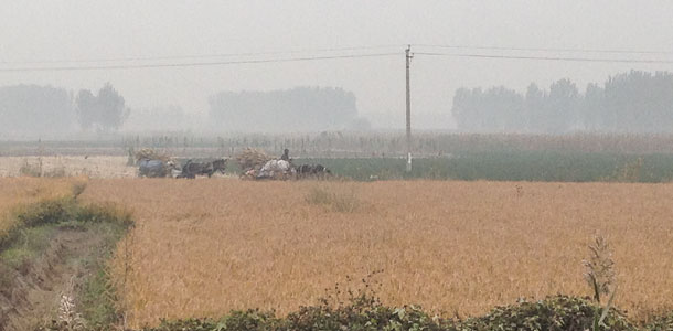 corn field