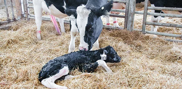 cow and calf