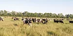 0515pd caldwell grazing