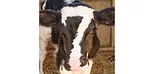 0515pd namesnews calf