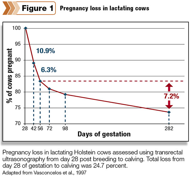 lactating cow pregnancy loss
