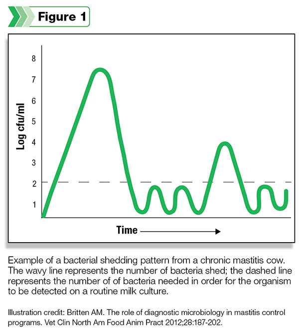 bacterial shedding pattern