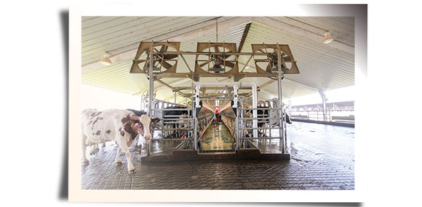 dairy cow barn