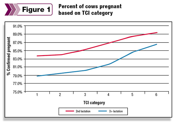 pregnant cows