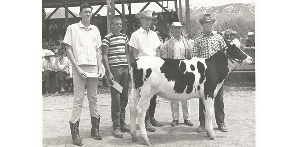 men and a cow