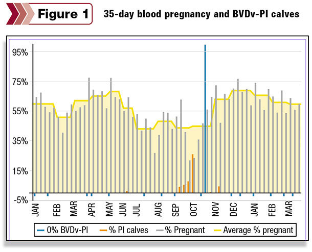 pregnancy rates