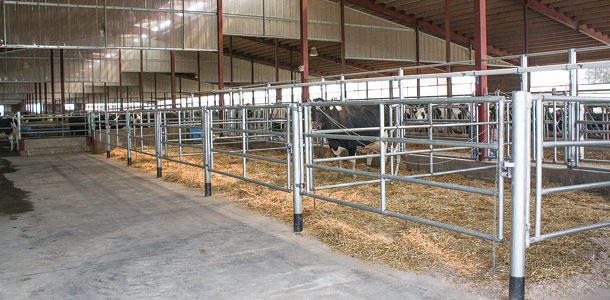 calving area