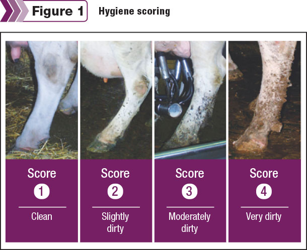 cow leg hygiene scoring