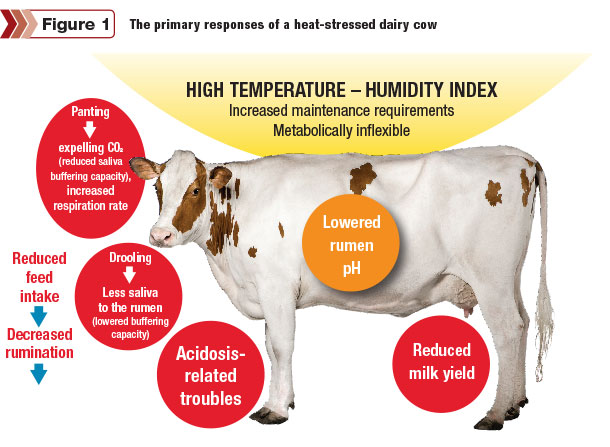 heat-stressed cow responses
