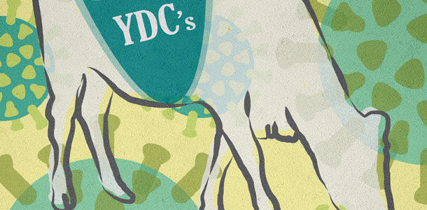 YDCs illustration