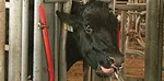 1315pd drankhan cowdrench