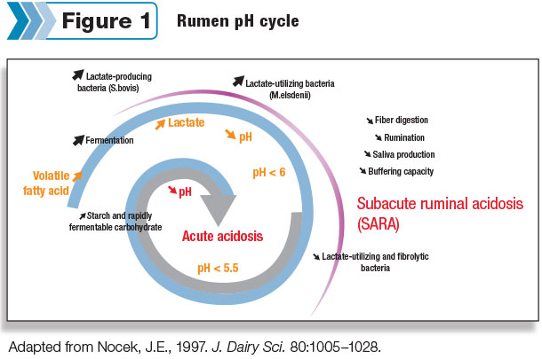 Rumen pH cycle