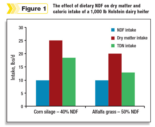 The effect of dietary NDF on dry matter intake