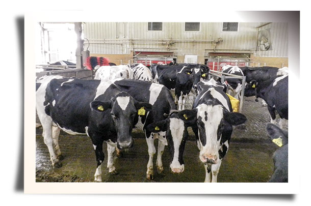 holstein cows