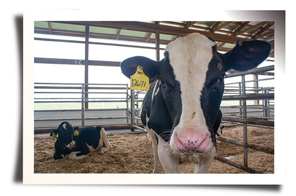 holstein bull calf