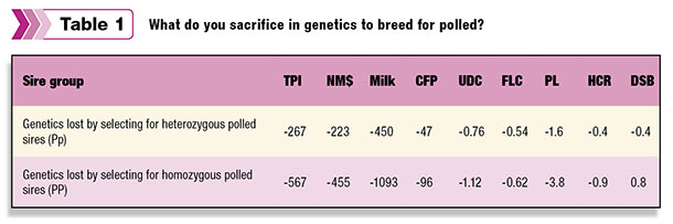 polled cattle sacrifices