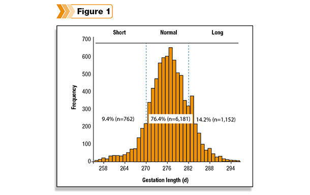 dairy cow gestation length