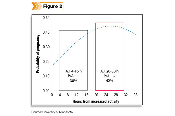 dairy cow activity