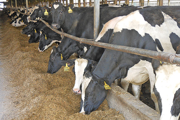dairy cows feeding