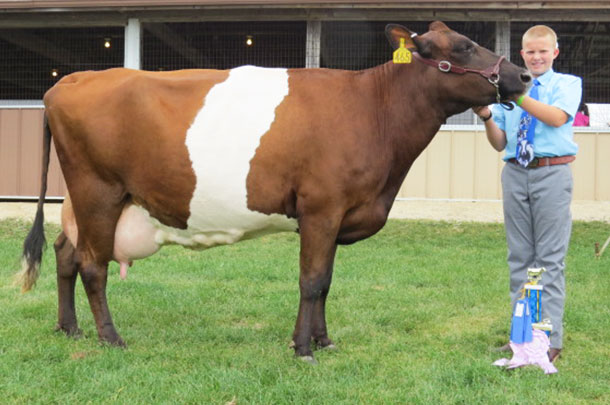 Randy Winch and Dutch Belted cow