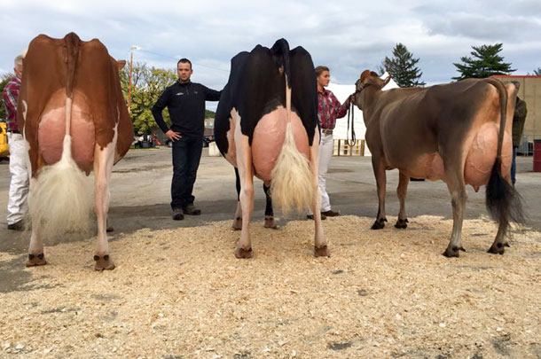 Milksource Genetics champions
