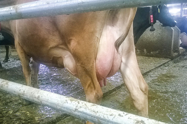 Cow in tie stall