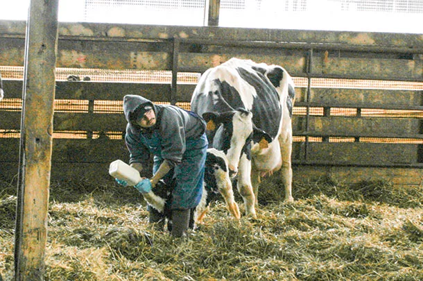 Cows and farmer