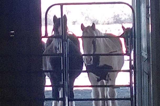 horses