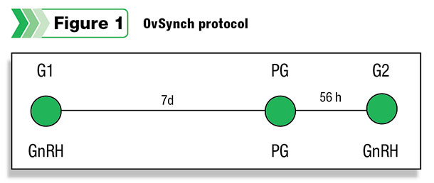 OvSynch protocol
