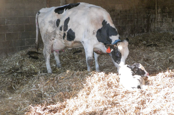 newborn calf
