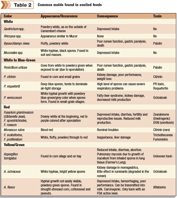 Common molds found in ensiled feeds