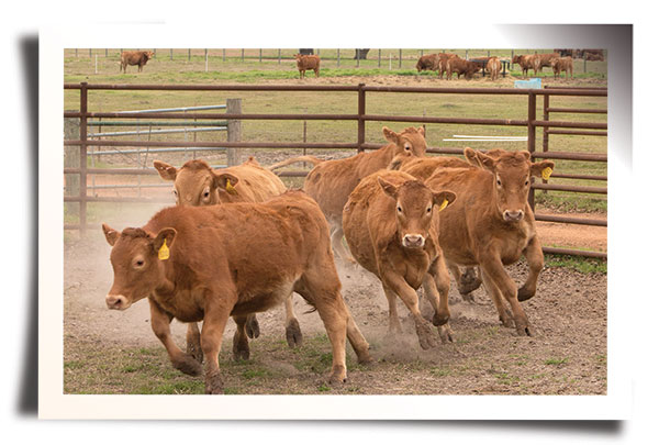 Heartbrand beef's Akaushi beef