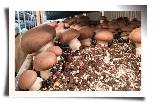 Kitchen Pride, a mushroom harvesting facility