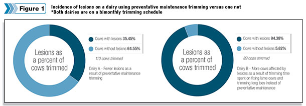 Incidence of lesions on a dairy using preventative maintenance trimming