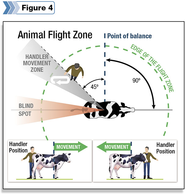 Animal flight zone