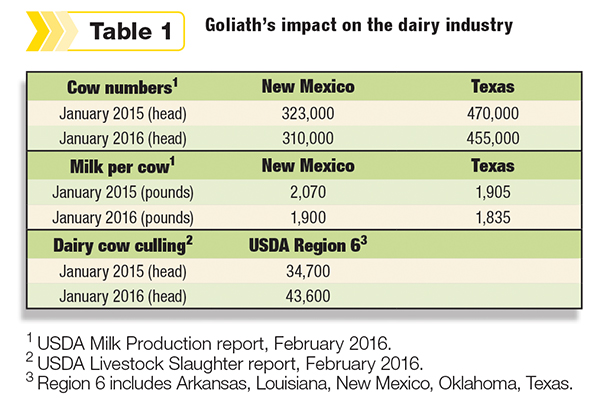 Goliath impact on cow numbers