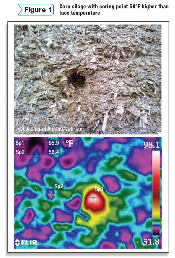 corn silage with coring point 50 degree higher than face temp