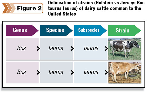 Delineation of strains