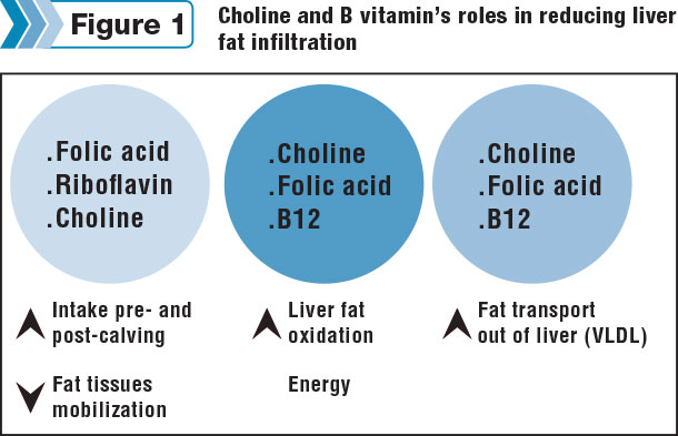 Choline and B vitamin's roles in reducing liver fat infiltration