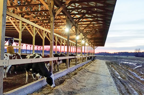 cows stress eased while moving to new facility