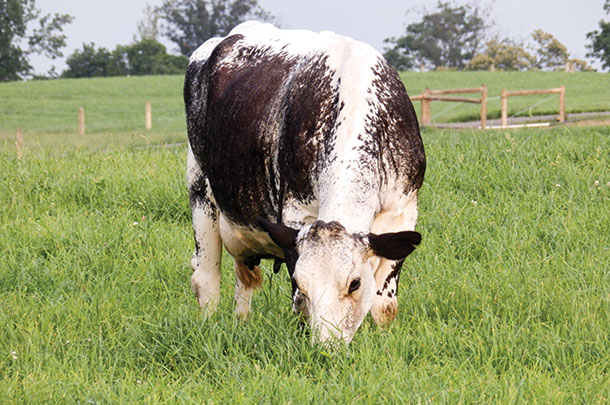Milking herd grazes perennial pasture forages in late June.