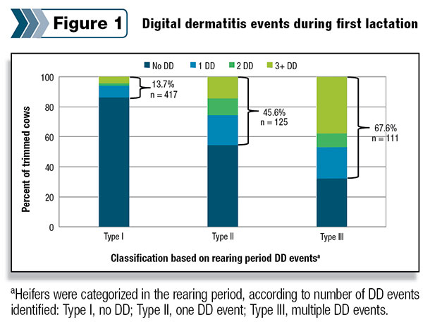 Digital dermatitis events during first lacation