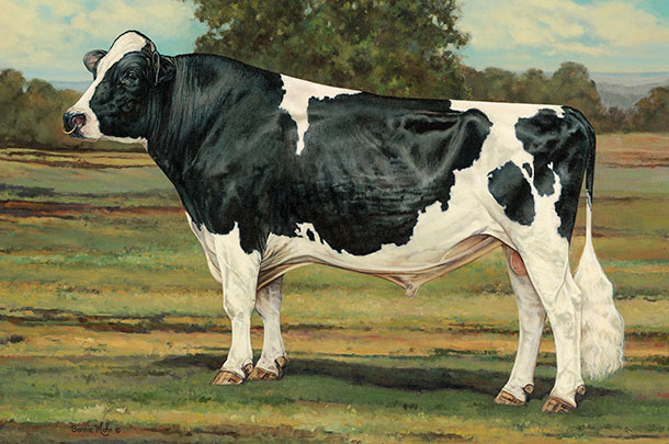 ideal Holstein bull