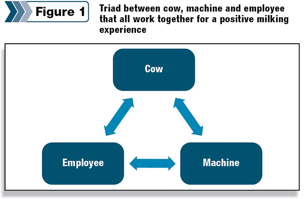 Triad between cow, machine and employee that all work together for a positive milking experience